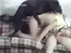 Pleasing married woman gives her chap a oral-sex during the time that she is mounted by a K9 